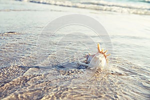 Sea shell, sand and waves.