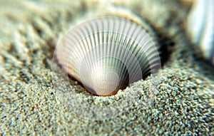 Sea Shell on sands
