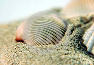 Sea Shell on sands