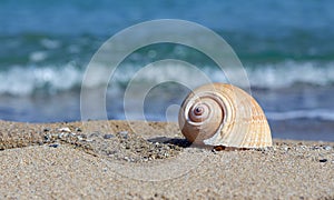 Sea shell on sandy beach