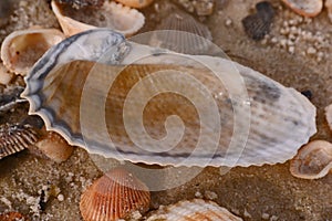 Sea shell on sandy beach