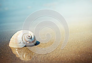 Sea shell on the sea and sandy beach blurred background. Write Y