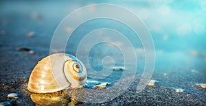 Sea shell on the sea and sandy beach blurred background.