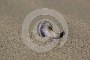Sea shell