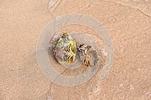 Sea shell on the sandy beach