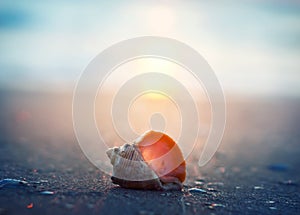 Sea shell on the sea and sandy beach sunset blurred background.
