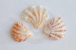 Sea Shell from Sanibel and Captiva Islands