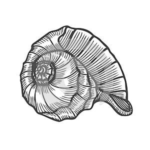 Sea shell Scallop