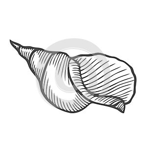 Sea shell Scallop