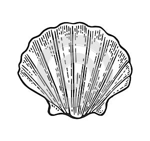 Sea shell Scallop. Color engraving vintage illustration. Isolated on white background.