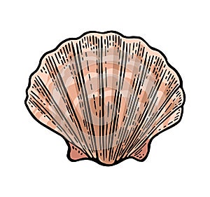 Sea shell Scallop. Color engraving vintage illustration. Isolated on white background.