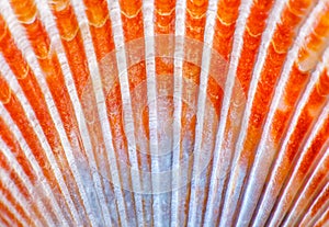 Sea Shell Scallop Fan flame Pattern