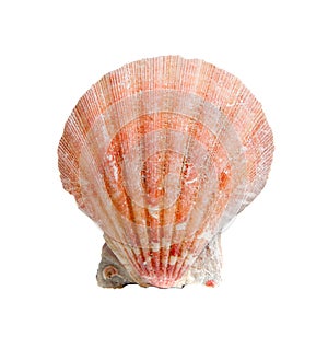 A sea shell or scallop on white