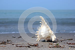 Sea shell on the Sea