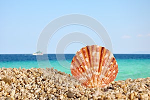 The sea shell and the sea