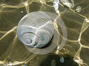 A sea shell on the sea bed