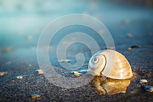 Sea shell on the sea and sandy beach blurred background. Write Y
