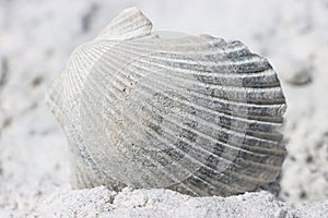 Sea Shell on the Sea Shore