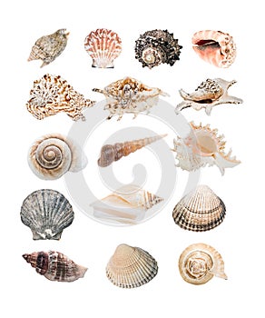 Sea Shell Selection