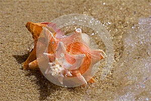 Sea shell on the shore