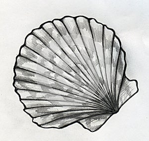 Sea shell sketch