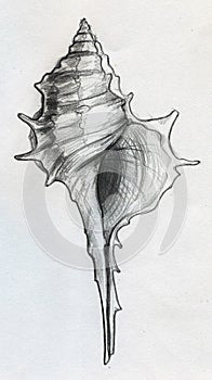 Sea shell sketch