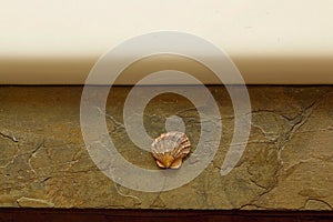 Sea Shell on Slate