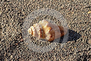 Sea shell  on a small dark stone background. Conch on pebbles stone texture. Shell, sand isolated on pebbles. Fossil shell