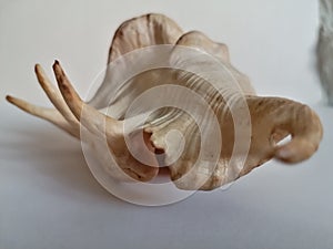 Sea Shell Snapshot