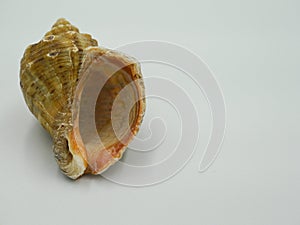 Sea shell souvenir isolated on a white background