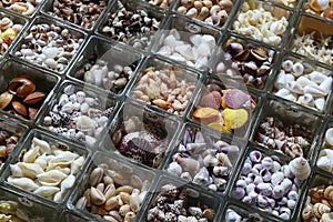 Sea shell souvenir shop in Taiwan