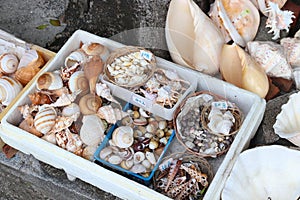 Sea shell souvenirs in Kenting, Taiwan