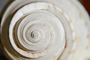 Sea shell spiral