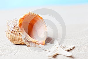 Sea shell and starfish
