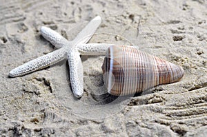 A sea shell and starfish