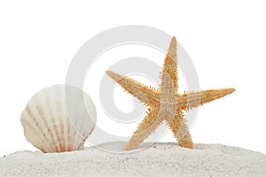 Sea shell and starfish on sand isolated