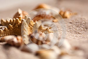 Sea shell and starfish on send close up. Macro photo