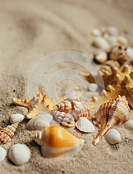 Sea shell and starfish on send close up. Macro photo.