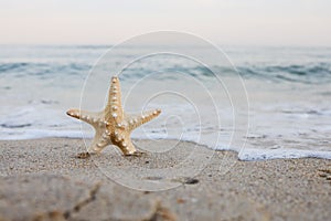 Sea shell starfish on tropical sand turquoise caribbean summer vacation