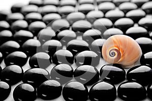 Sea shell and stones still-life