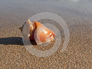 Sea shell Strombus sp in Beach