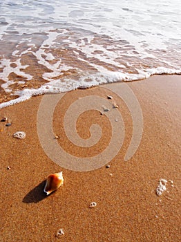 Sea shell on sunny beach