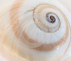 Sea shell swirl
