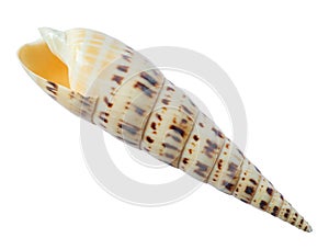 Sea shell isolated on a white background
