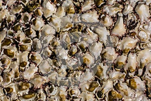 Sea shell Texture