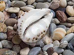 Sea shell, tiger cowrie, laid on a layer of colorful pebbles and small shells on the beach, view of the aperture side ventral