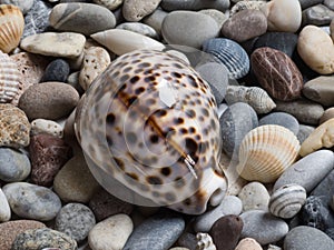 Sea shell, tiger cowrie, laid on a layer of colorful pebbles and small shells on the beach, view of the dorsal face