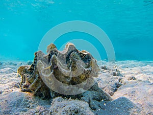 Sea shell tridacna Red Sea underwater snorkel