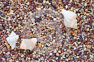 Sea Shell Trio on Pebbles