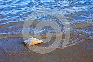 Sea shell on tropical beach. Summer sea landscape.